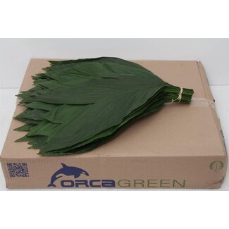 Freshy Ruscus Butcher's-broom Spoonleaf Large | Colour: Green | Length ± 55 centimeter | 25 stems per bunch | Per 5 bunches