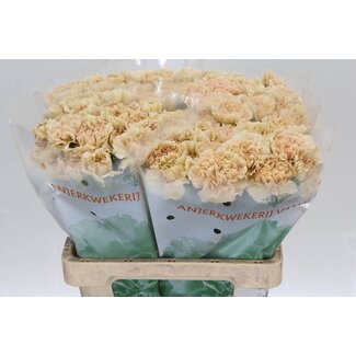 Freshy Hollandnelke “Cappuccino” | Farbe: Braun Gelb | Lengte ± 60 centimeter | Pro 20 verse bloemen