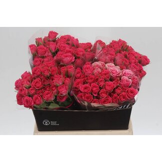 Freshy Hollandse Trosrozen “Sylvana” | Kleur: Roze | Lengte ± 40 centimeter | Per 20 verse rozen