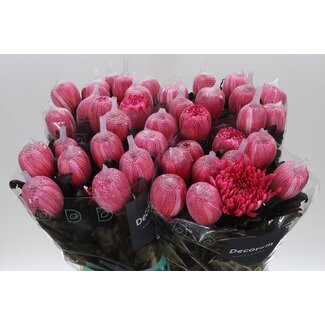 Freshy Deco Chrysanthemum Chrysanthemum “Antonov” Colour-treated | Colour: Red | Length ± 65 centimetre | Per 10 fresh flowers