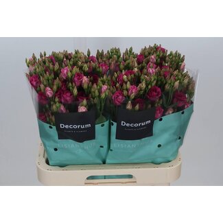 Freshy Eustoma Lisianthus Rempli “Rosita Cherry” | Couleur: Rouge | Longueur ± 70 centimeter | Par 10 tiges de fleurs fraîches