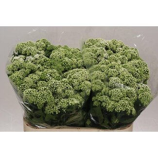 Freshy Eupatorium Queenwort “Rugosum Braunlaub” | Colour: White | Length ± 80 centimeter | Per 50 stems fresh flowers