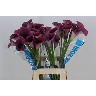 Freshy Zantedeschia Calla “Captain Promise” | Farbe: Rot | Länge ± 70 centimeter | Pro 10 frische Blumen
