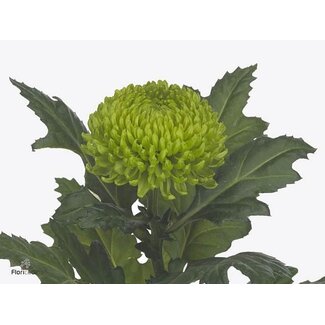 Freshy Deco Chrysanthemum Chrysanthemum “Alemani” | Colour: Green | Length ± 70 centimeter | Per 10 stems fresh flowers