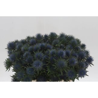 Freshy Eryngium Kreuzdistel “Magnetar Questar” | Farbe: Blau | Länge ± 40 centimeter | Pro 20 Stielen frische Blumen