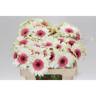 Freshy Germini Aqua “Double Fun” | Couleur: Blanc Rose | Longueur ± 50 centimeter | Par 20 fleurs fraîches