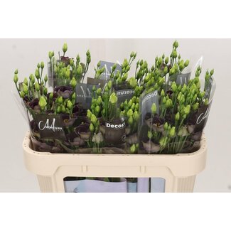 Freshy Eustoma Lisianthus Enkelbloemig “Bohemian Black Violet” | Colour: Purple | Length ± 70 centimeter | Per 10 stems fresh flowers