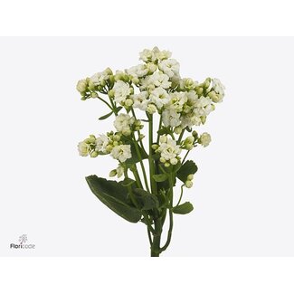 Freshy Kalanchoe Cryst "White Meadow" | Farbe: Weiß | Länge ± 40 Zentimeter | Pro 10 frische Blüten