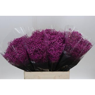 Freshy Gypsophila Gipskruid “Million“ Kleurbehandeld | Kleur: Kerskleurig | Lengte ± 60 centimeter | Per 25 stelen verse bloemen