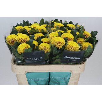 Freshy Deco Chrysanthemum Chrysanthemum “Tropicana” | Colour: Yellow | Length ± 70 centimetre | Per 10 fresh flowers