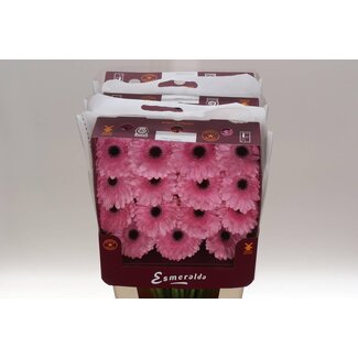 Freshy Gerbera Large-flowered Aqua “Pre-semmy” | Colour: Pink | Length ± 45 centimetre | Per 15 fresh flowers