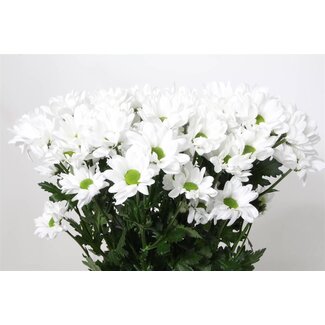 Freshy Spray chrysanthemum Chrysanthemum “T Chic” | Colour: White | Length ± 70 centimetre | Per 10 stems fresh flowers