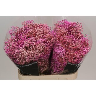 Freshy Gypsophila Baby's breath “Disco Parijs” Colour-treated | Colour: Mixed Colours | Length ± 80 centimetre | Per 25 stems fresh flowers