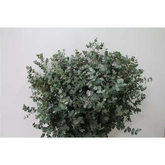 Freshy Eucalyptus Gunnii Short Branches | Colour: Green | Length ± 70 centimetre | Per 5 bunches
