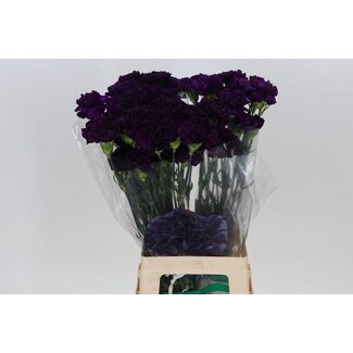 Freshy Lange Nelke Fl “Moonvista” | Farbe: Lila | Länge ± 70 centimeter | Pro 20 frische Blumen