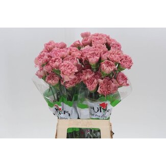 Freshy Œillet long “Funza Lege Pink” | Couleur: Rose | Longueur ± 70 centimeter | Par 20 fleurs fraîches
