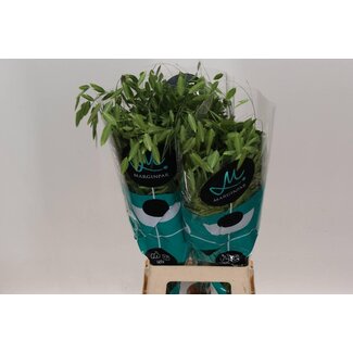 Freshy Chasmanthium Latifolium Waldliebegras “Mantis” | Farbe: Grün | Länge ± 80 centimeter | Pro 50 Stiele Ziergras