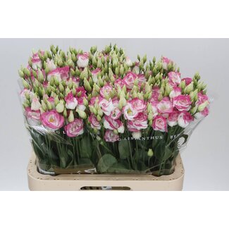 Freshy Eustoma Lisianthus Double “Rosi Hot Lips” | Colour: Pink | Length ± 70 centimetre | Per 10 stems fresh flowers