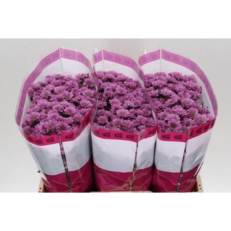 Freshy Chrysanthemum Chrysant Santini “Krissi” | Colour: Purple | Length ± 55 centimetre | Per 25 stems fresh flowers