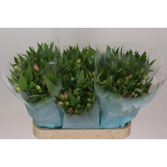 Freshy Alstroemeria Incalelie “Layla” | Colour: Pink | Length ± 75 centimeter | Per 10 stems fresh flowers