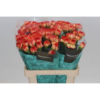 Freshy Dutch Carnation “Diego” | Colour: Red | Length ± 60 centimetre | Per 20 fresh flowers