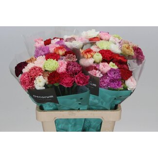 Freshy Dutch Carnation Mix | Colour: Mixed Colours | Length ± 60 centimeter | Per 20 fresh flowers