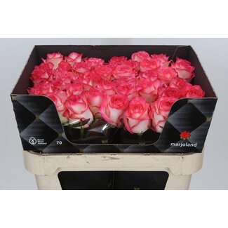 Freshy Roses “Jumilia” size XL | Colour: White Pink | Length ± 70 centimeter | Per 20 roses