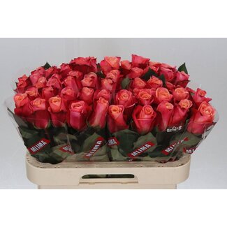 Freshy Rosen “Helene” | Farbe: Rosa | Länge ± 60 Zentimeter | Pro 20 Rosen