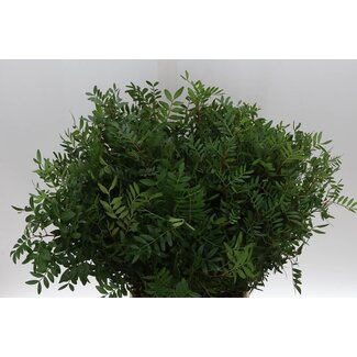 Freshy Pistacia Mastiekboom Select | Colour: Green | Length ± 50 centimetre | Per 5 bunches