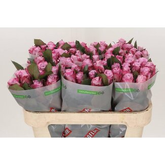 Freshy Roses “Maritim” | Couleur: Violet | Longueur ± 70 centimeter | Par 20 roses