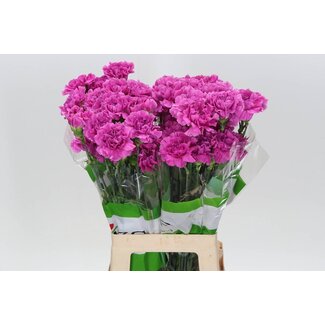 Freshy Long Carnation “Funza Farida” | Colour: Pink | Length ± 70 centimeter | Per 20 fresh flowers
