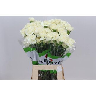 Freshy Long Carnation “Funza Rodas” | Colour: White | Length ± 70 centimeter | Per 20 fresh flowers