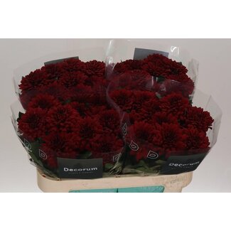 Freshy Deco Chrysanthemum Chrysant “Monza” | Colour: Red | Length ± 70 centimetre | Per 10 stems fresh flowers