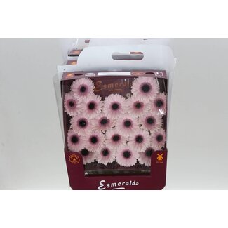 Freshy Germini Mini Gerberas Aqua “Abby Lou” | Colour: Pink | Length ± 45 centimetre | Per 20 fresh flowers