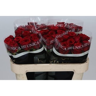 Freshy Roses “Red Naomi Unica” | Couleur: Rouge | Longueur ± 70 centimeter | Par 20 roses