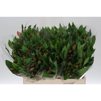 Freshy Short Alstroemeria “Vixen” | Colour: Orange | Length ± 60 centimetre | Per 20 stems fresh flowers