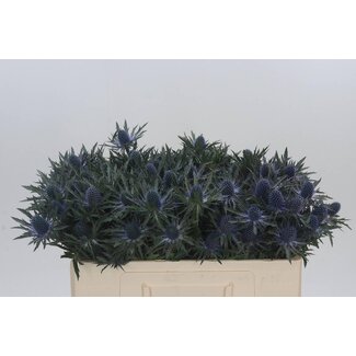 Freshy Eryngium Kreuzdistel “Orion Qstar” | Farbe: Violett | Länge ± 50 centimeter | Pro 10 Stiele frische Blumen