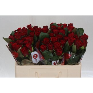 Freshy Roses “Red Ribbon” | Colour: Red | Length ± 50 centimetre | Per 20 roses