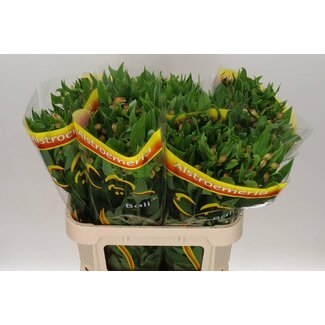 Freshy Alstroemeria “Bali” | Colour: Yellow | Length ± 75 centimetre | Per 10 stems fresh flowers