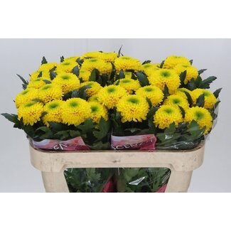 Freshy Deco Chrysanthemum Chrysant “Brasiliana” | Kleur: Geel | Lengte ± 70 centimeter | Per 10 verse bloemen