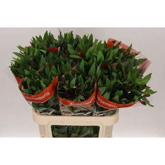 Freshy Alstroemeria Incalelie “Hiphop” | Farbe: Orange | Länge ± 75 centimeter | Pro 10 Stiele frische Blumen