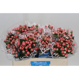 Freshy Hypericum Johanniskraut “Coco Tiamo” | Farbe: Orange | Länge ± 50 centimeter | Pro 20 Stiele frische Blumen