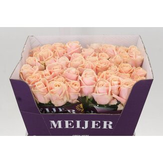 Freshy Roses “Pearl Avalanche” | Colour: Pink | Length ± 60 centimetre | Per 20 roses