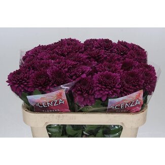 Freshy Décoration Chrysanthème Chrysant “Lamira” | Couleur: Violet | Longueur ± 70 centimeter | Par 10 fleurs fraîches