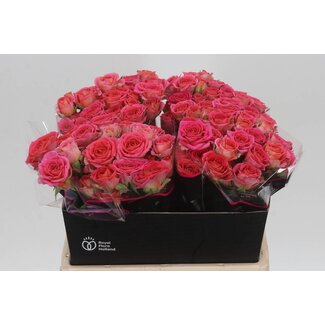 Freshy Hollandaise Rose en grappe “Chimo” | Couleur: Rose | Longueur ± 40 centimeter | Par 20 roses fraîches