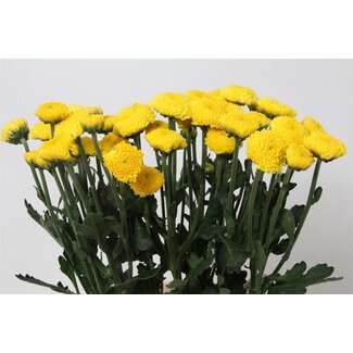 Freshy Trosschrysantheme Chrysanthemum “Limoncello” | Farbe: Gelb | Länge ± 70 centimeter | Pro 10 Stiele frische Blumen