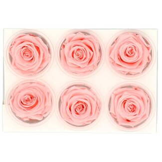 4A Gepreserveerde Rozen | Kleur: Lichtroze | Diameter 6 centimeter | Per 6 rozen