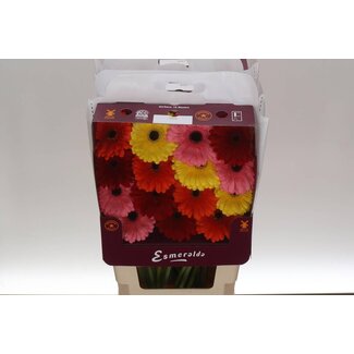 Freshy Gerbera Large-flowered Aqua Mix Base | Colour: Mixed Colours | Length ± 45 centimeter | Per 15 fresh flowers