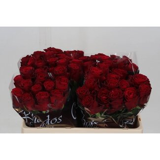 Freshy Rosen “Rhodos” | Farbe: Rot | Länge ± 50 centimeter | Pro 20 Rosen