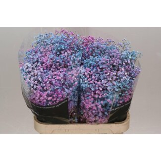 Freshy Gypsophila Baby's breath “Disco Detroit” Colour-treated | Colour: Mixed Colours | Length ± 80 centimetre | Per 25 stems fresh flowers